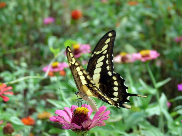 Papilio thoas brasiliensis