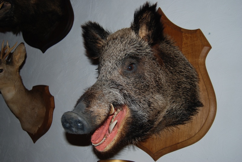dsc_0817.jpg
