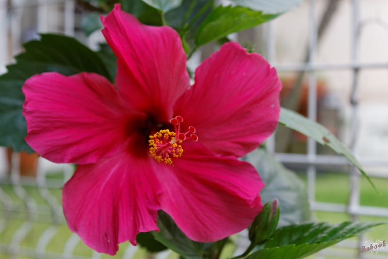 hibisc10.jpg