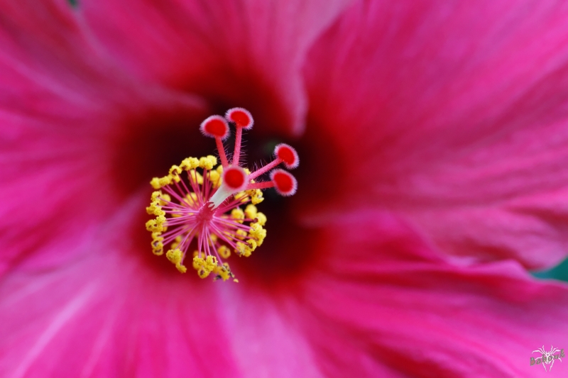 hibisc11.jpg