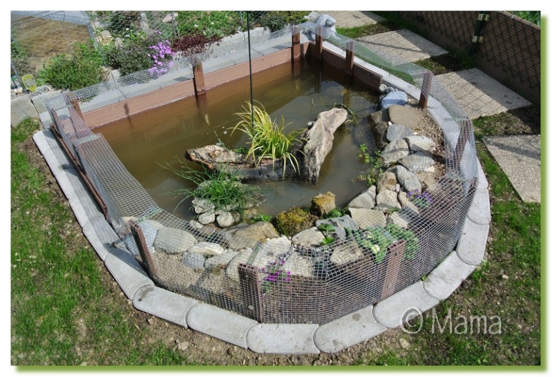 bassin de jardin pour tortue d'eau