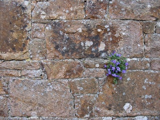 Quand les murs se fissurent dans MOMENT DE VIE flower10