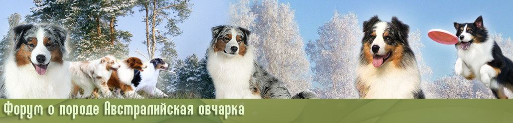Австралийская овчарка. Форум о породе. При поддержке клубов РКФ и нац. клуба породы.