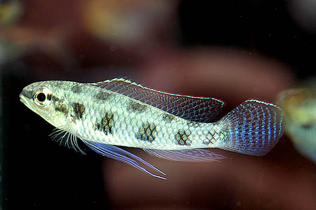 dicros10.jpg