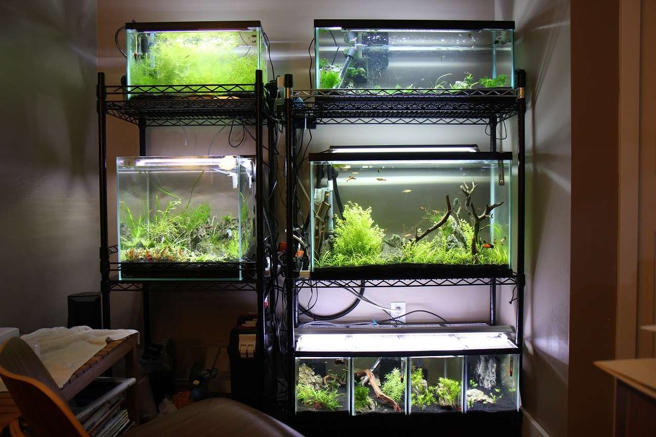 multiple fish tank stand