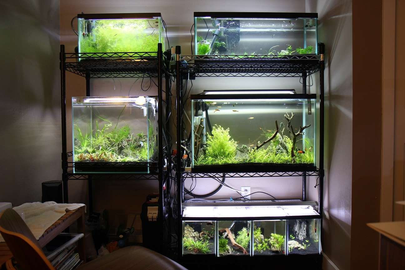 Multiple fish 2025 tank stand