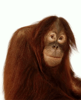 owph2i11.gif