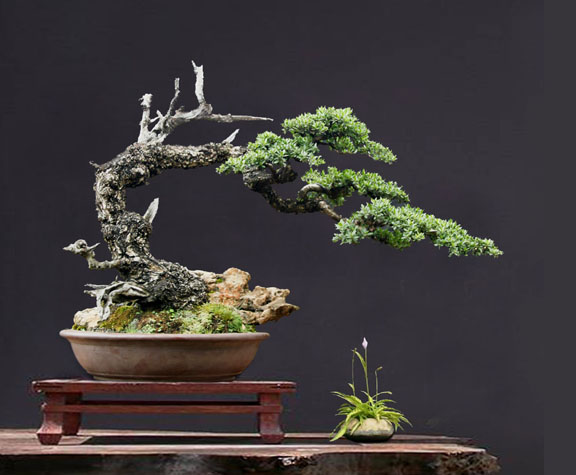 Indonesian Bonsai