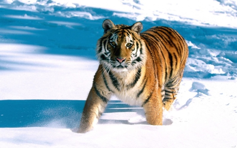 tigers11.jpg