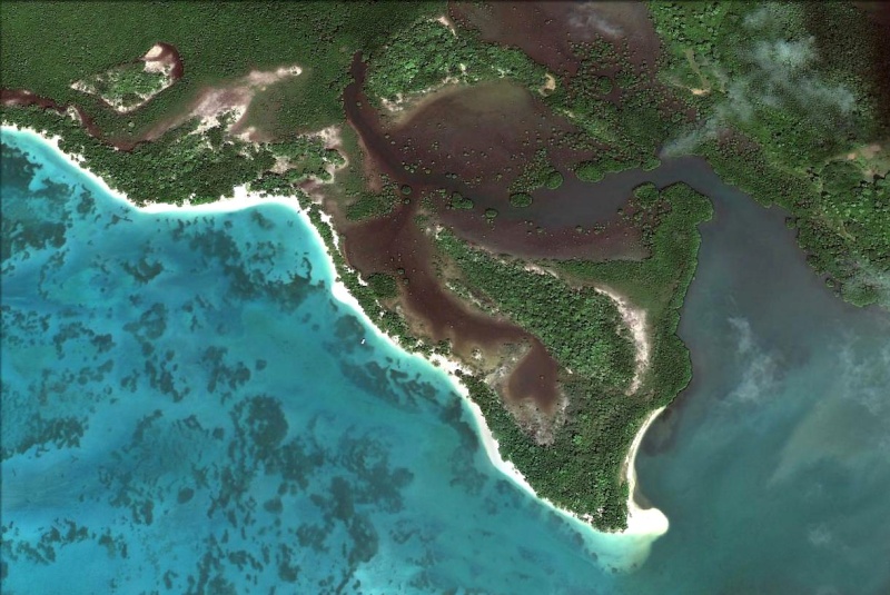 mangro10.jpg