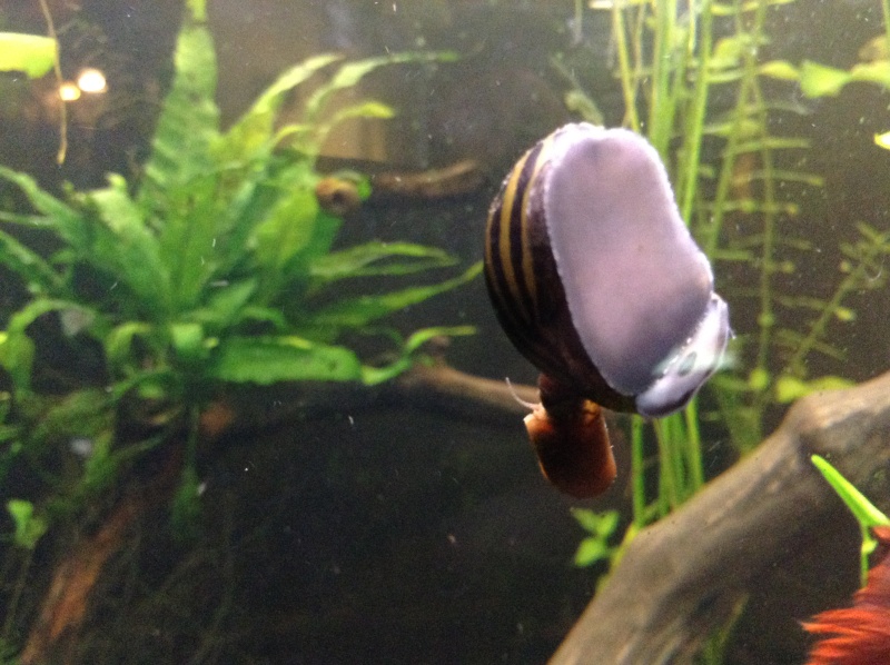snail10.jpg