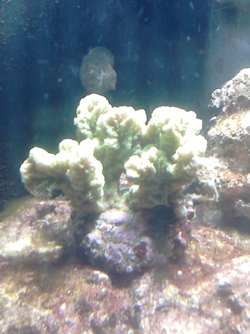 coraux11.jpg