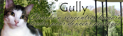 gully-11.jpg