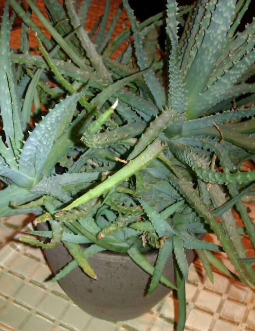 kaktus13.jpg