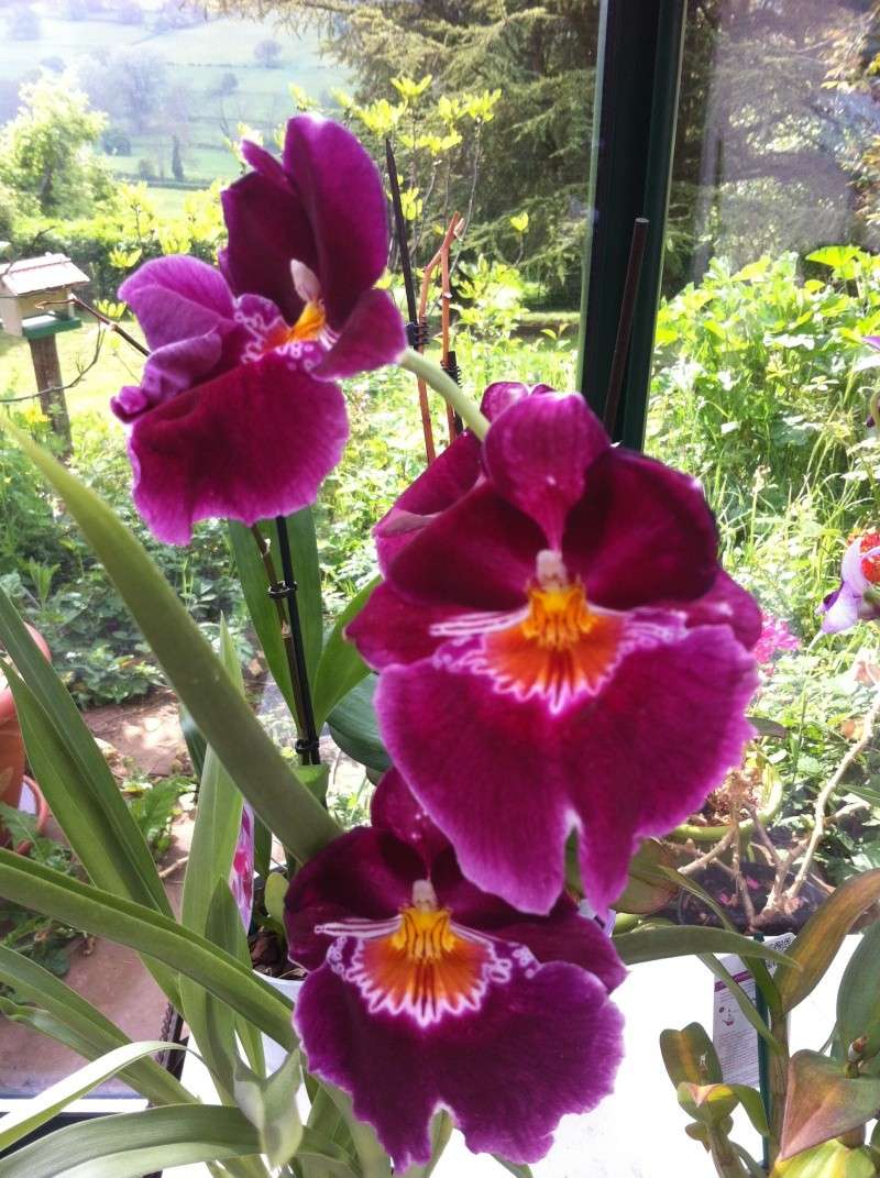 orchid12.jpg