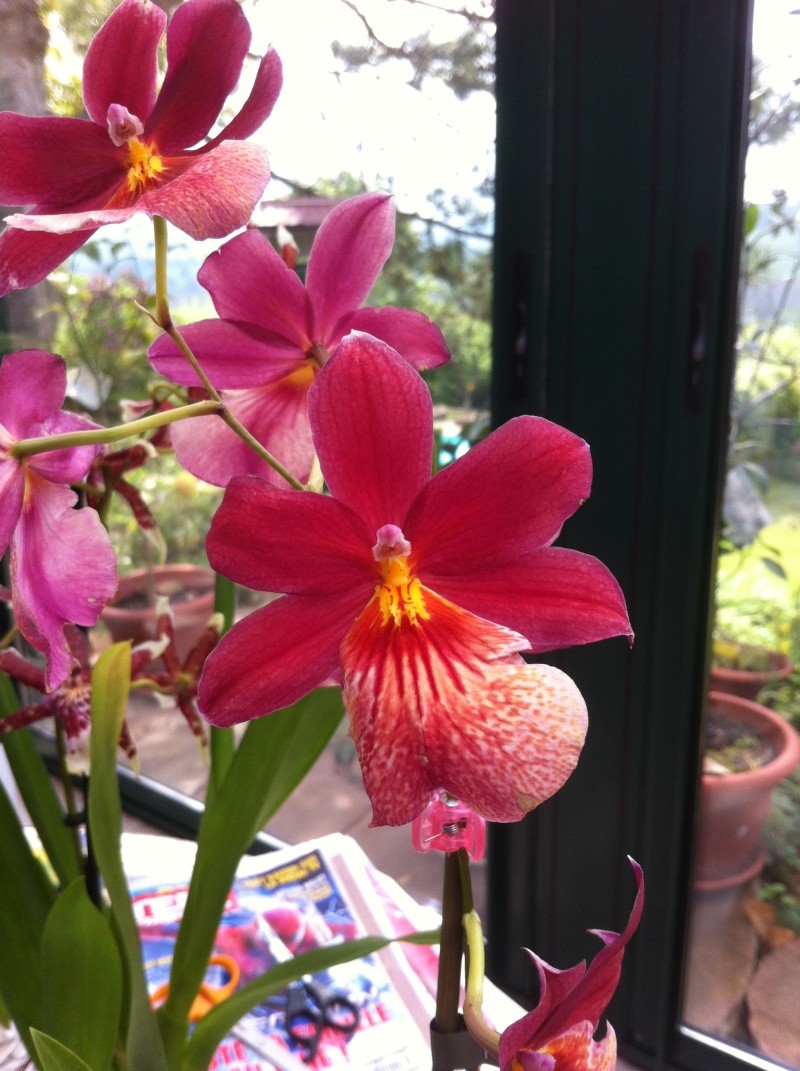orchid14.jpg