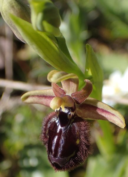 ophrys96.jpg