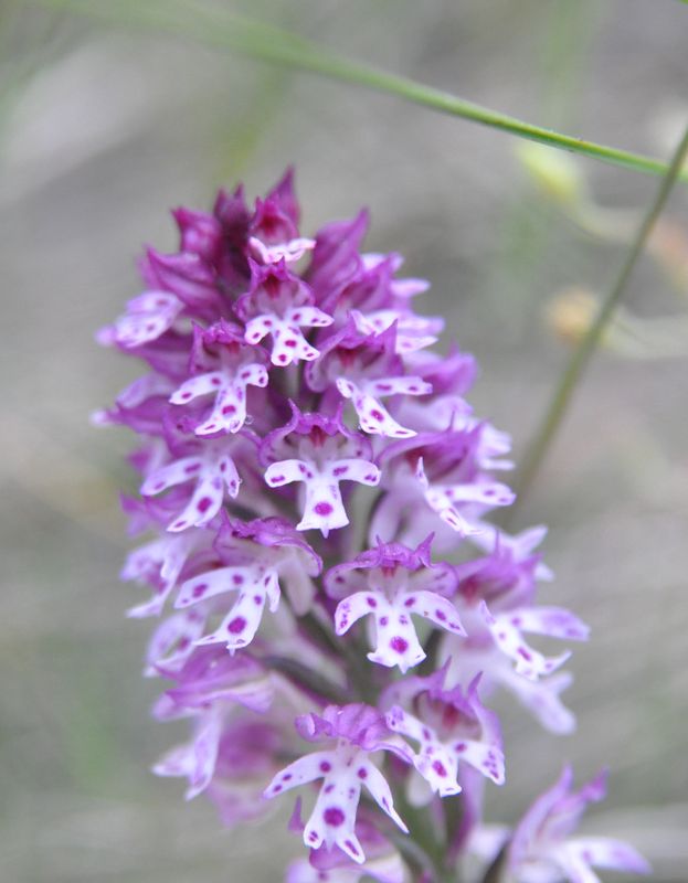 orchid53.jpg