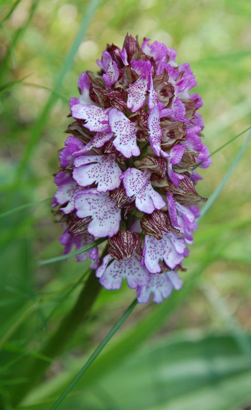 orchid55.jpg