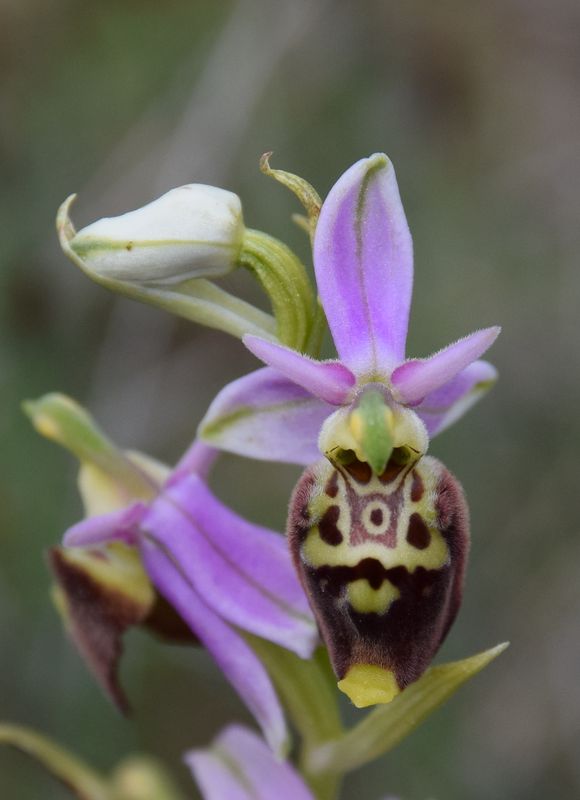 orchid62.jpg